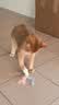 阿柴与猫猫玩具逗猫棒猫咪棒长杆羽毛钓幼小猫玩具鱼竿铃铛猫耐玩耐咬神器 实拍图