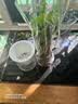 萌肉居发财树盆栽招财花卉绿植常绿桌面植物三杆发财树+早安盆源头直发 实拍图
