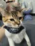 【京东物流】猫抓板磨爪猫窝一体耐磨不掉屑超大号猫玩具猫咪用品 椭圆巨无霸+猫薄荷 实拍图