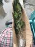 绿丝绦桂花树盆栽四季开花室内庭院阳台耐寒绿植花卉树苗活体大苗 金桂 2年苗 实拍图