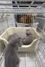 京东京造咕噜宣言全价猫粮主食冻干1kg 幼猫成猫通用三文鱼鲜肉高蛋白 实拍图