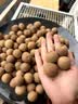 十月稻田桂圆干500g 带壳龙眼干 肉厚甘甜 休闲零食 枸杞红枣泡茶中秋礼品 实拍图