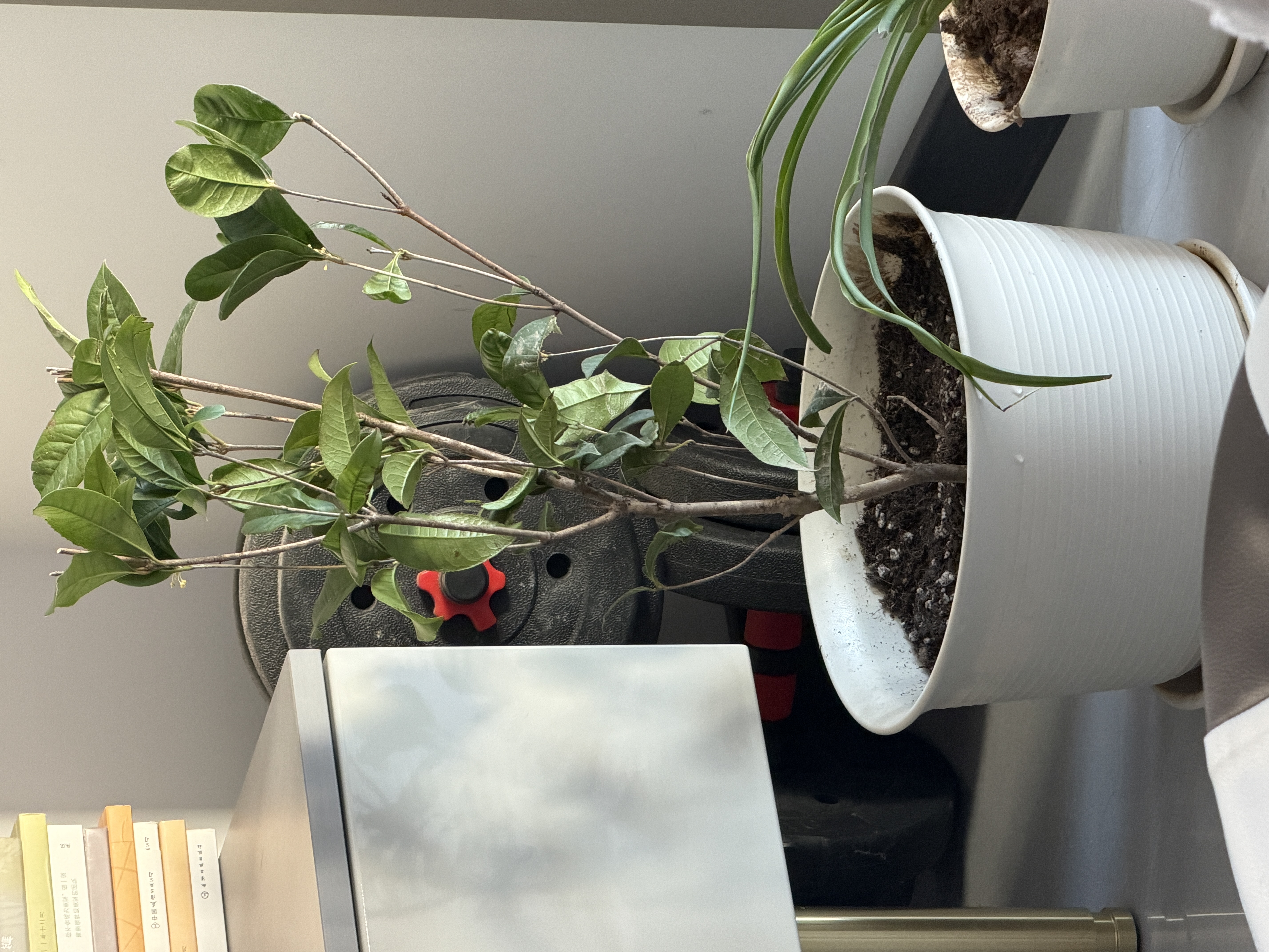 桂花树苗盆栽室内四季桂花卉植物金桂丹桂庭院大树浓香型绿植开花 精品四季桂花60-70cm【原土球发货】 实拍图