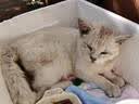 弗列加特全价鲜肉烘焙猫粮 美毛磷虾油 乳鸽配方1.5kg 实拍图