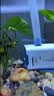 森森（SUNSUN）耀蓝鱼缸水泵小型潜水泵过滤泵抽水泵YQP-2500 40W 实拍图