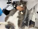 素力高（SolidGold）猫粮金素鸡 成猫幼猫进口高蛋白12磅/5.44kg 实拍图