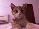 麦富迪猫罐头 成幼猫通用宠物猫零食湿粮三种肉小金罐大肉块鸡肉鲜虾85g 实拍图