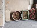 北蔬 菠菜种子苗大叶红根耐寒秋冬四季蔬菜种籽 红根大叶菠菜种子50g 实拍图