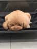 VETWISH唯特适赛犬同款节倍力狗狗鲨鱼软骨素医护版180g宠物钙片关节修护 实拍图