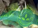 【烧烤季】钟灵山罗马生菜400g 实拍图