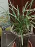 墨兰兰花苗盆栽精品名贵花卉绿植物室内客厅名贵盆景四季好养易活 建兰（育苗袋）【10株苗】 实拍图
