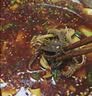 小龙坎冷吃千层肚鸭肠贡菜三拼1kg川味四川麻辣红油即食毛肚源头直发 实拍图