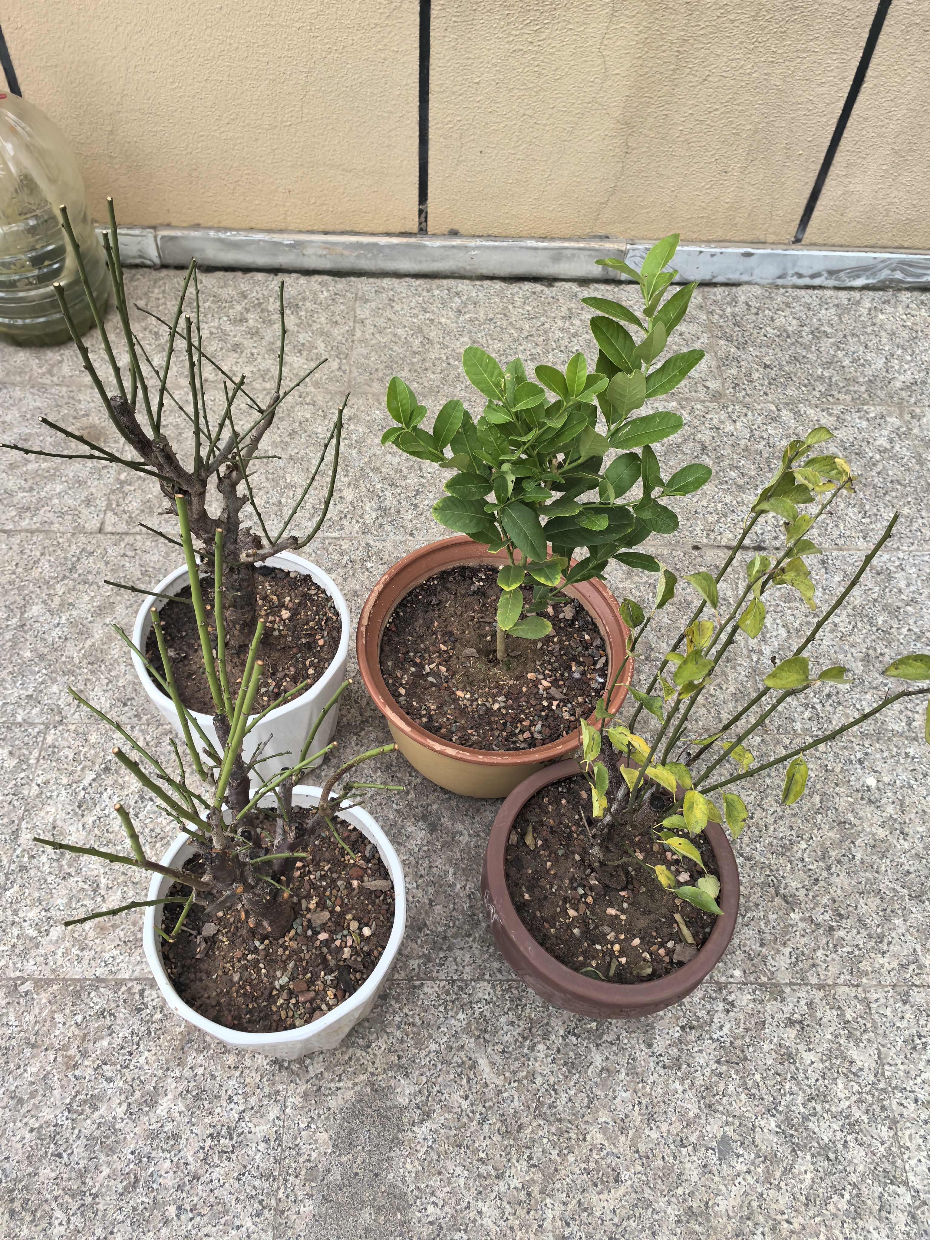 红梅盆景老桩盆栽原生梅花植物盆栽室内绿植耐寒浓香型乌梅不含盆 红梅8年盆景（今年冬天开花） 实拍图