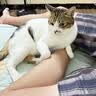 冠能猫粮成猫猫粮三文鱼味7kg 全价猫粮 稳固免疫 适口性强 实拍图