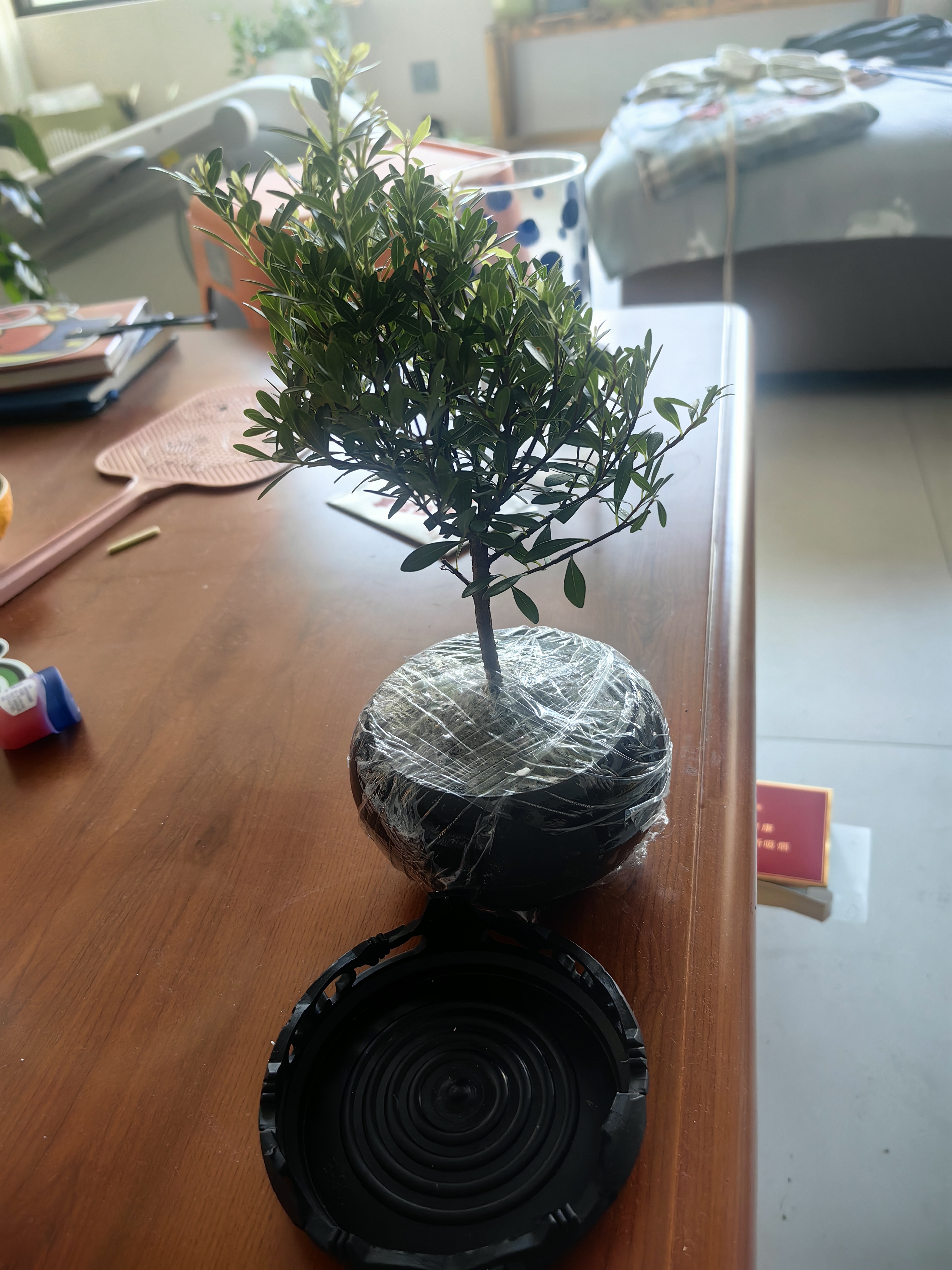 八芽 小叶赤楠盆景摆件室内绿植花卉盆栽老桩客厅办公室桌面好养植物 （【热销款】舍得紫砂盆赤楠+苔藓+底座） 实拍图
