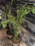唯友 木香花苗庭院阳台木香苗盆栽爬藤植物黄木香 花苗攀援花卉树苗  红木香 中苗70-90厘米带分枝 实拍图