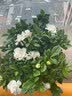 花翁栀子花盆栽四季开花卉大全树苗室内绿植好养易活茉莉花源头直发 实拍图