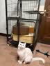 N1 爱宠爱猫n1混合猫砂6.5kg进口钠基矿砂混合1.5mm豆腐砂易结团可冲厕所 实拍图