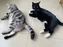 皇家猫粮 绝育成猫粮 SA37通用粮1-7岁4.5KG 实拍图