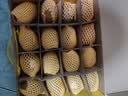佳沛（zespri）新西兰金奇异果猕猴桃 5粒装 单果约88-103g 水果源头直发 实拍图