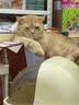 金故烘焙生骨肉高蛋白全价猫粮鸡肉味1.8kg【新旧包装混发】 实拍图