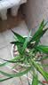 劉閣蘭花刘阁兰花苗盆栽 建兰天红 夏带花苞出售红素好养花卉四季室内好养 天红3苗:带盆土肥,说明书 实拍图