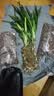 劉閣蘭花兰花苗 香妃 有香味的夏带花苞出售室内外花卉绿植盆栽草观花植物 香妃2苗加盆土肥，说明书 实拍图