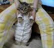 皇家猫粮 幼猫猫粮 幼猫奶糕 K36 通用粮 4-12月 2KG 实拍图