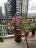 史丹利山茶花茉莉花杜鹃花君子兰栀子花肥料专用肥家用营养液酸性500ml 实拍图