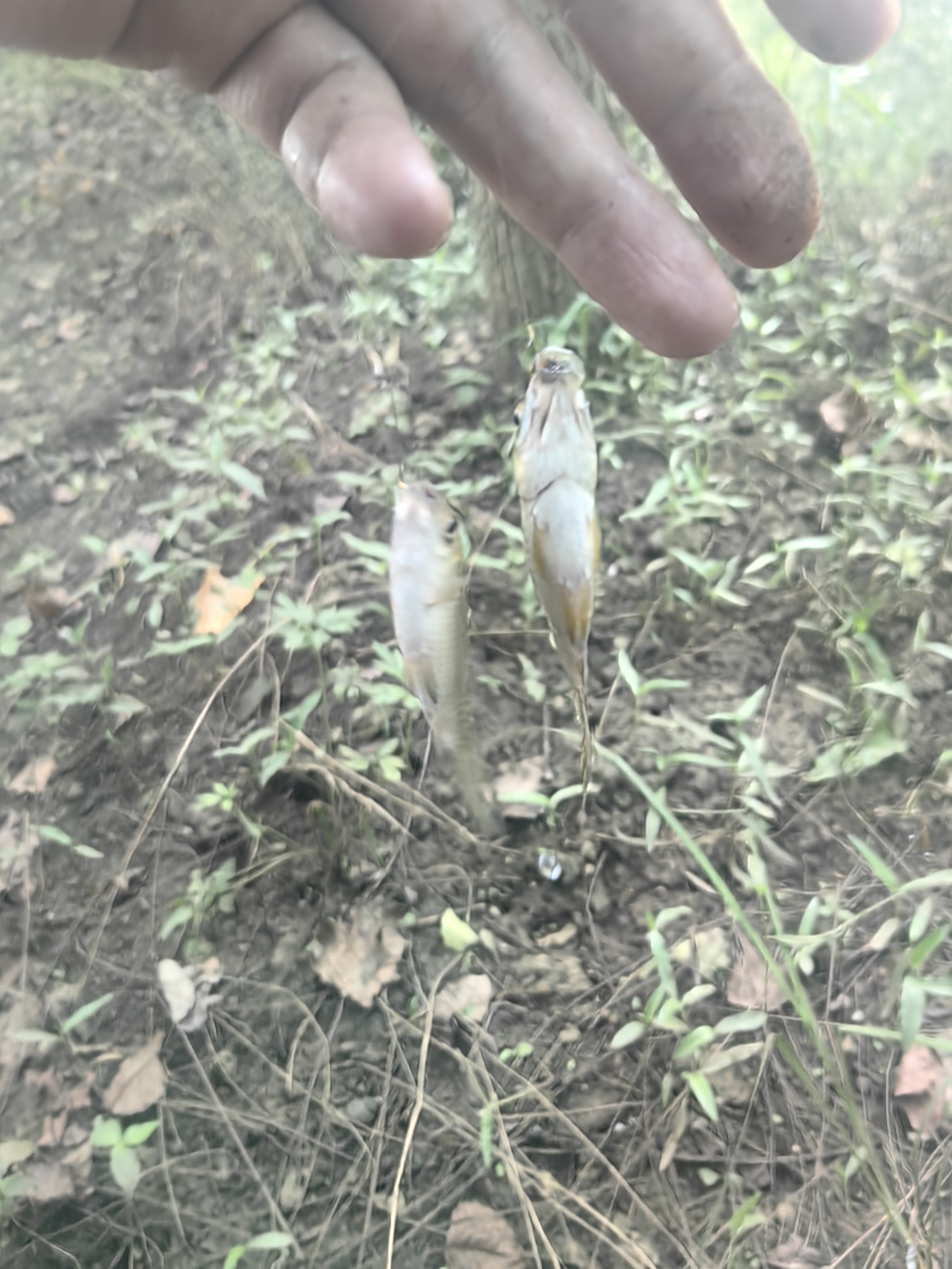沃鼎王者神剑四代鱼竿手杆超轻硬钓鱼竿台钓鲫鱼综合手竿 5.5H 4.5m 实拍图