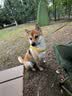 皇家狗粮 柴犬幼犬狗粮 犬粮 宠物小型犬 SIJ29 全价犬粮 2-10月 3KG 实拍图