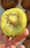 佳沛（zespri）新西兰金奇异果12粒特大果124-146g猕猴桃水果礼盒 实拍图