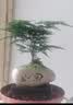 幼薇文竹盆栽植物室内绿化四季迷你办公室绿植摆件桌面好养创意小盆景 文竹盆景+如意陶瓷盆+方形底盘 带盆栽好 实拍图