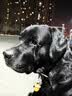 麦富迪狗粮 无谷牛肉双拼狗粮成犬中大型犬专用强健骨骼15kg/30斤 实拍图
