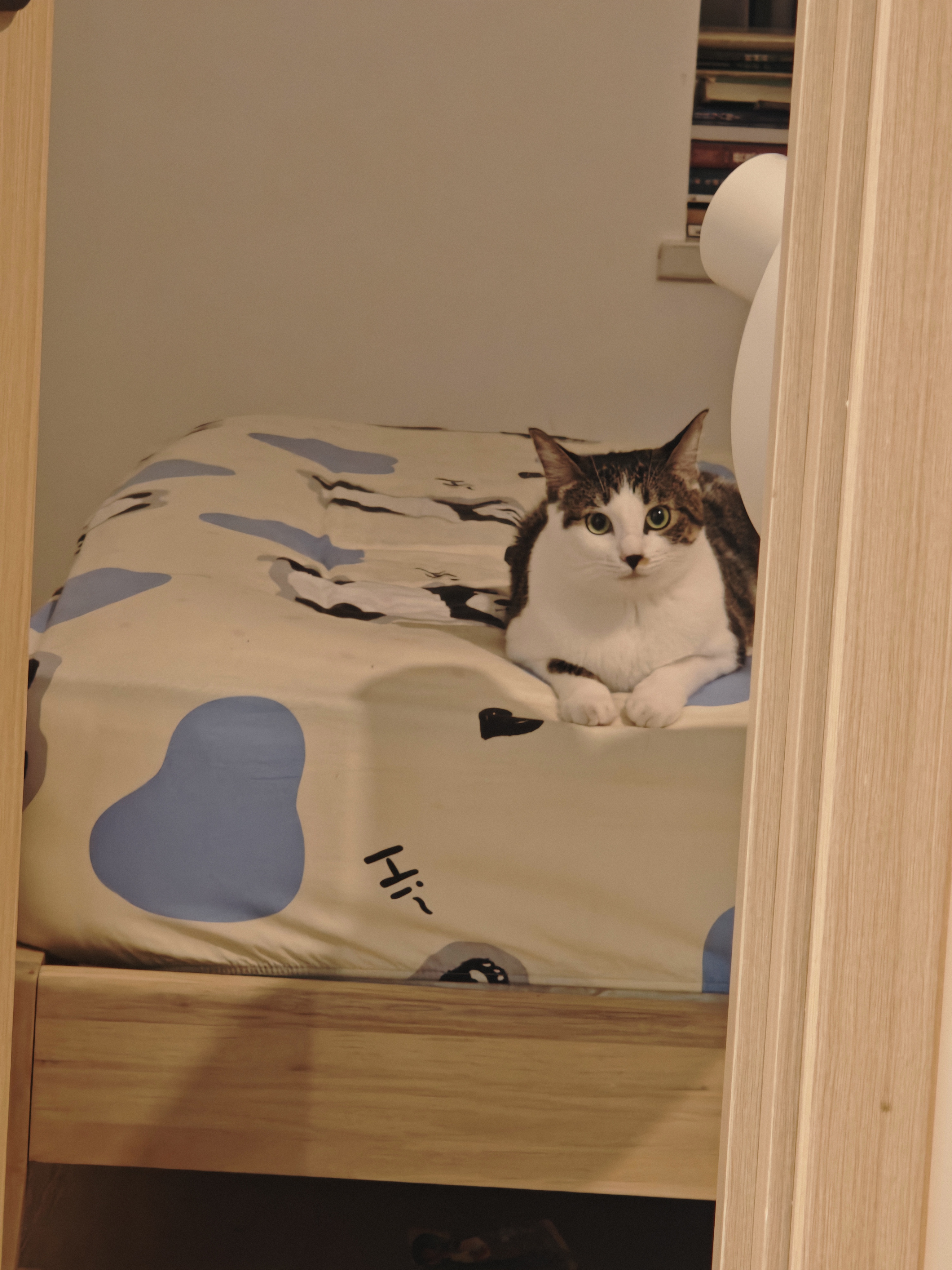 皇家猫粮 幼猫猫粮 幼猫专用 K36 通用粮 4-12月 400g 实拍图