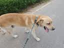 力狼狗粮 全价成犬粮 博美泰迪金毛阿拉斯加边牧大中小犬型粮 【经典配方】成犬专用20kg 实拍图