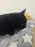HELLOJOY狗垫子狗窝冬季保暖猫垫子宠物冬加厚猫窝睡觉用毛毯猫咪狗狗睡垫 实拍图