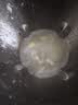 扬子（YANGZI）破壁机家用豆浆机全自动免煮2026新款榨汁机5-6人辅食水果豆浆多功能免洗免滤细破壁免泡轻音009D 超大容量1.8L【直播同款】元气舱微压熬煮自动清洗 实拍图