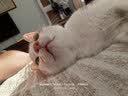 凯锐思猫粮全价鲜肉冻干双拼猫粮亲和护肠胃成猫粮4斤 实拍图
