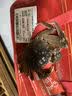【活蟹】漁家师傅大闸蟹全母3.3-3.6两8只去绳足重鲜活螃蟹现货生鲜水产礼盒金秋送礼 实拍图