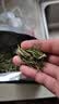 徽将军2026新茶霍山黄芽明前特一级250g黄茶茶叶自己喝中秋送人源头直发 实拍图
