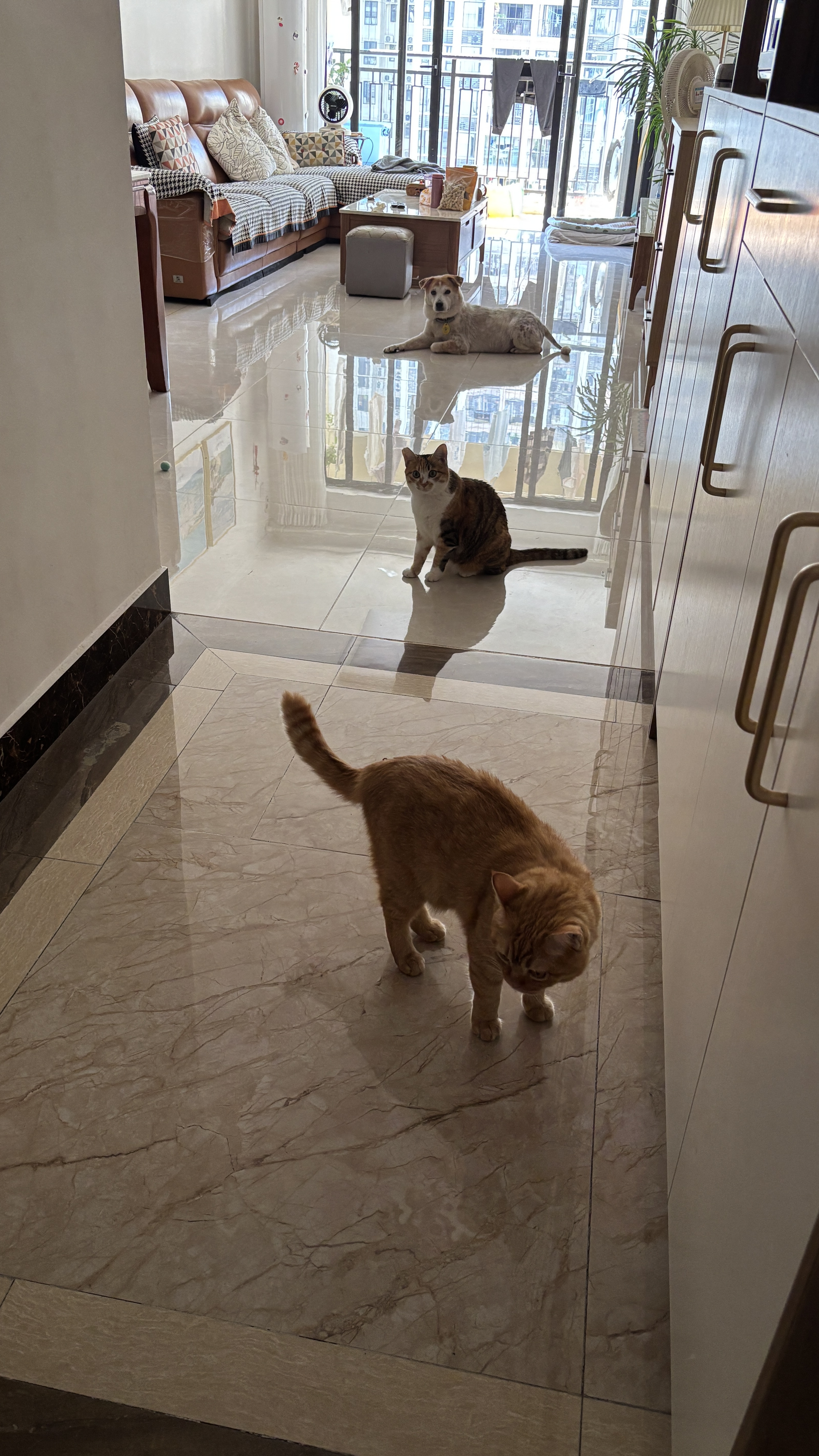 LEGENDSANDY蓝氏全价主食猫条肉-FUN肉满条湿粮猫零食成猫幼猫鲜肉猫湿粮罐头 【新客尝鲜】肉满条6支+咕咕条5支 实拍图