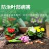 国光多菌灵杀菌剂花卉苗木水果蔬菜园艺叶斑病赤霉病通用杀菌500g 实拍图