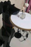 初见创意动物落地摆件工艺品客厅置物架轻奢电视柜沙发乔迁新居礼品 杜宾犬落地摆件高68cm重7KG 实拍图