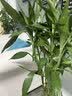 花翁带根富贵竹水培植物客厅招财旺宅花卉绿植盆栽竹子文昌竹源头直发 实拍图