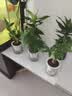 绿有意绿植盆栽多肉花卉盆栽植物室内桌面水培绿植办公室客厅植物懒人 聚财3盆】文竹+富贵竹+发财树 实拍图