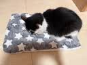 HELLOJOY狗垫子狗窝冬季保暖猫垫子宠物冬加厚猫窝睡觉用毛毯猫咪狗狗睡垫 实拍图