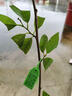 芥圃 释迦果树苗红释迦苗番荔枝树苗台湾凤梨释迦果苗盆栽地栽 台湾凤梨释迦苗【带土带叶】 1年苗  高度：20-40公分 实拍图