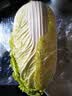 【火锅季】翡翠褶大白菜1.2kg 实拍图