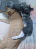 七彩缦冻干猫粮5斤2.5kg宠物幼猫成猫全阶段流浪20猫咪主粮深海鱼 鱼味猫粮5斤 实拍图